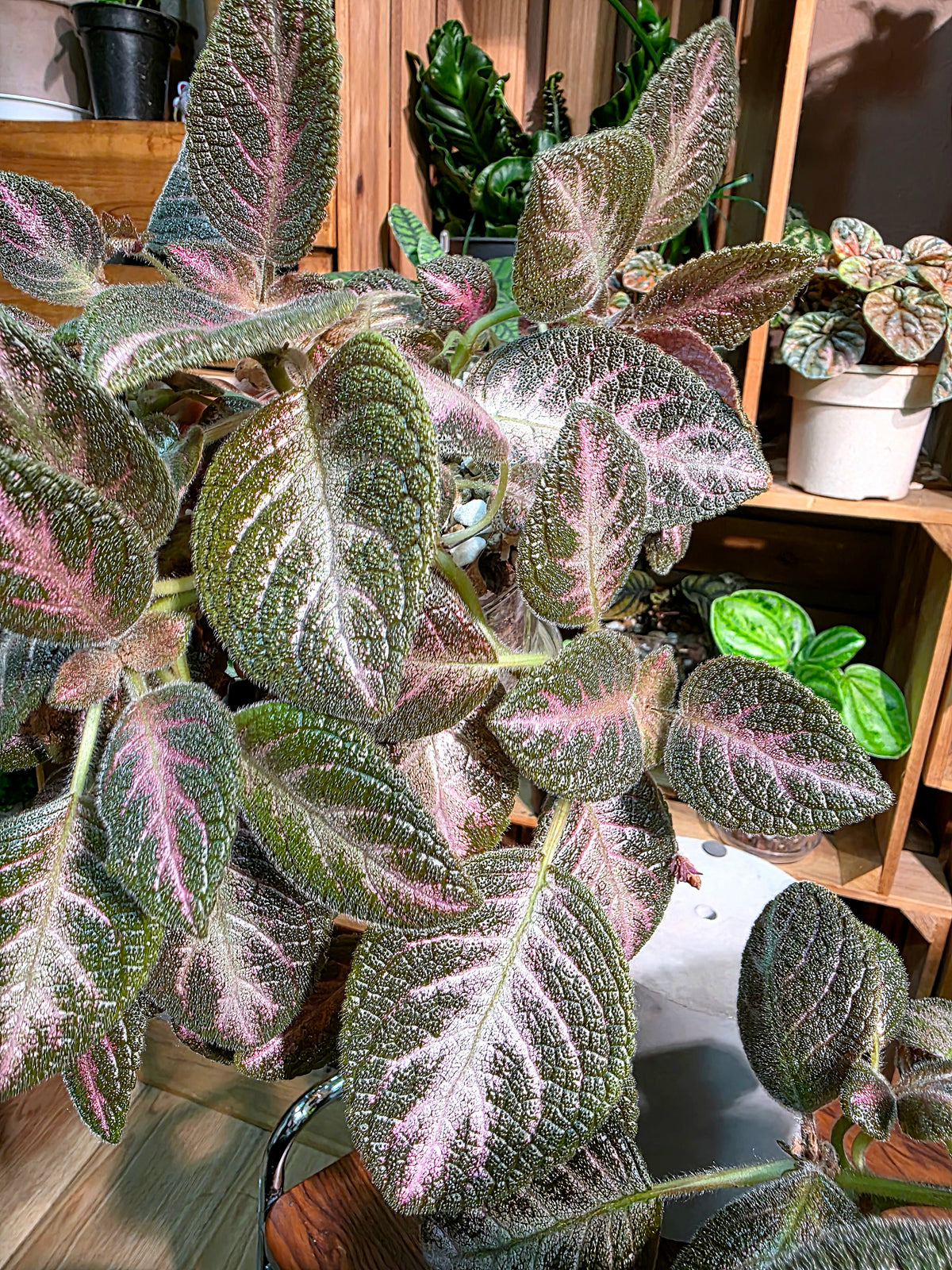 Episcia cupreata 'Kee Wee'