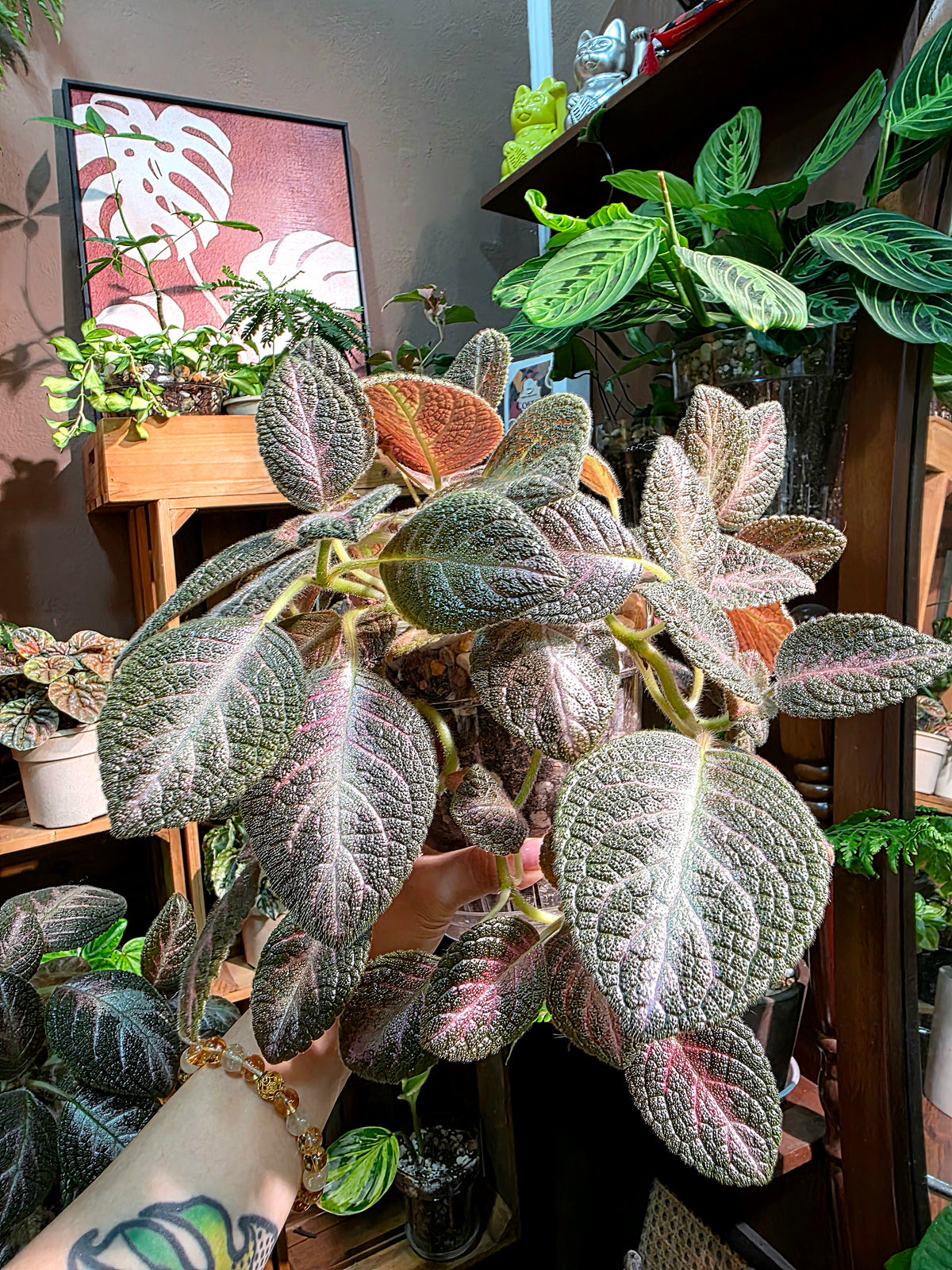 Episcia cupreata 'Kee Wee'