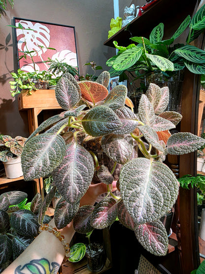 Episcia cupreata 'Kee Wee'
