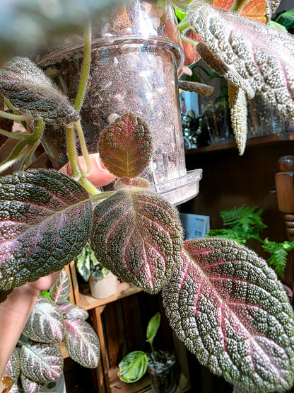 Episcia cupreata 'Kee Wee'