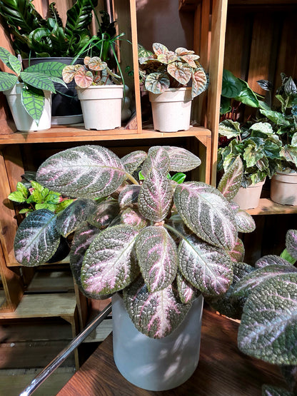 Episcia cupreata 'Kee Wee'