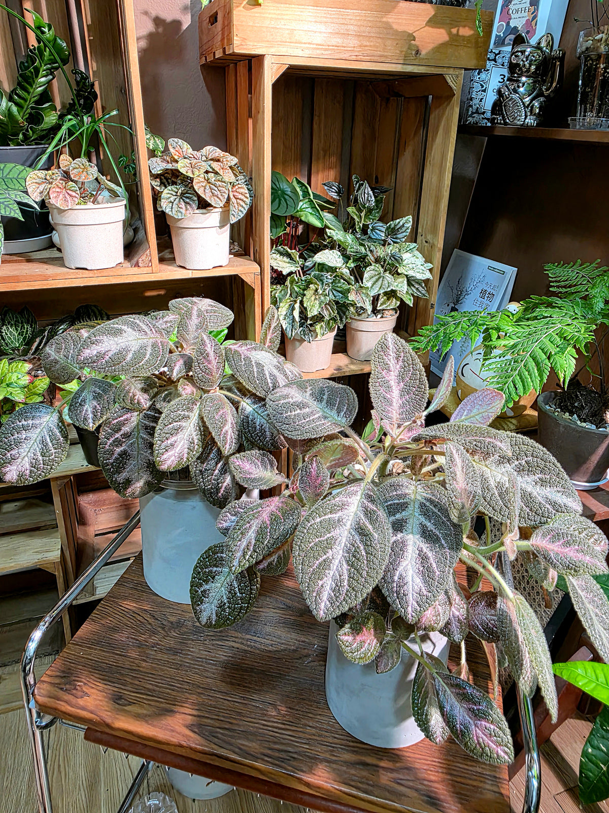 Episcia cupreata 'Kee Wee'