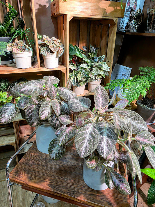 Episcia cupreata Kee Wee 紅手指喜蔭花