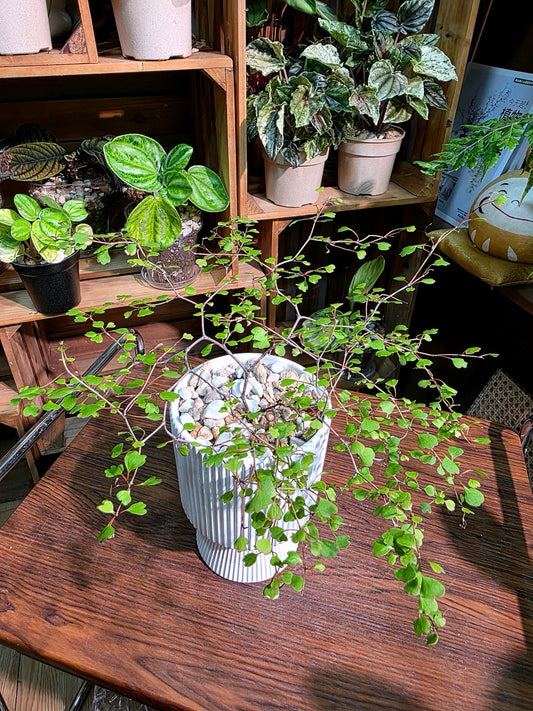 Muehlenbeckia complexa 千葉蘭