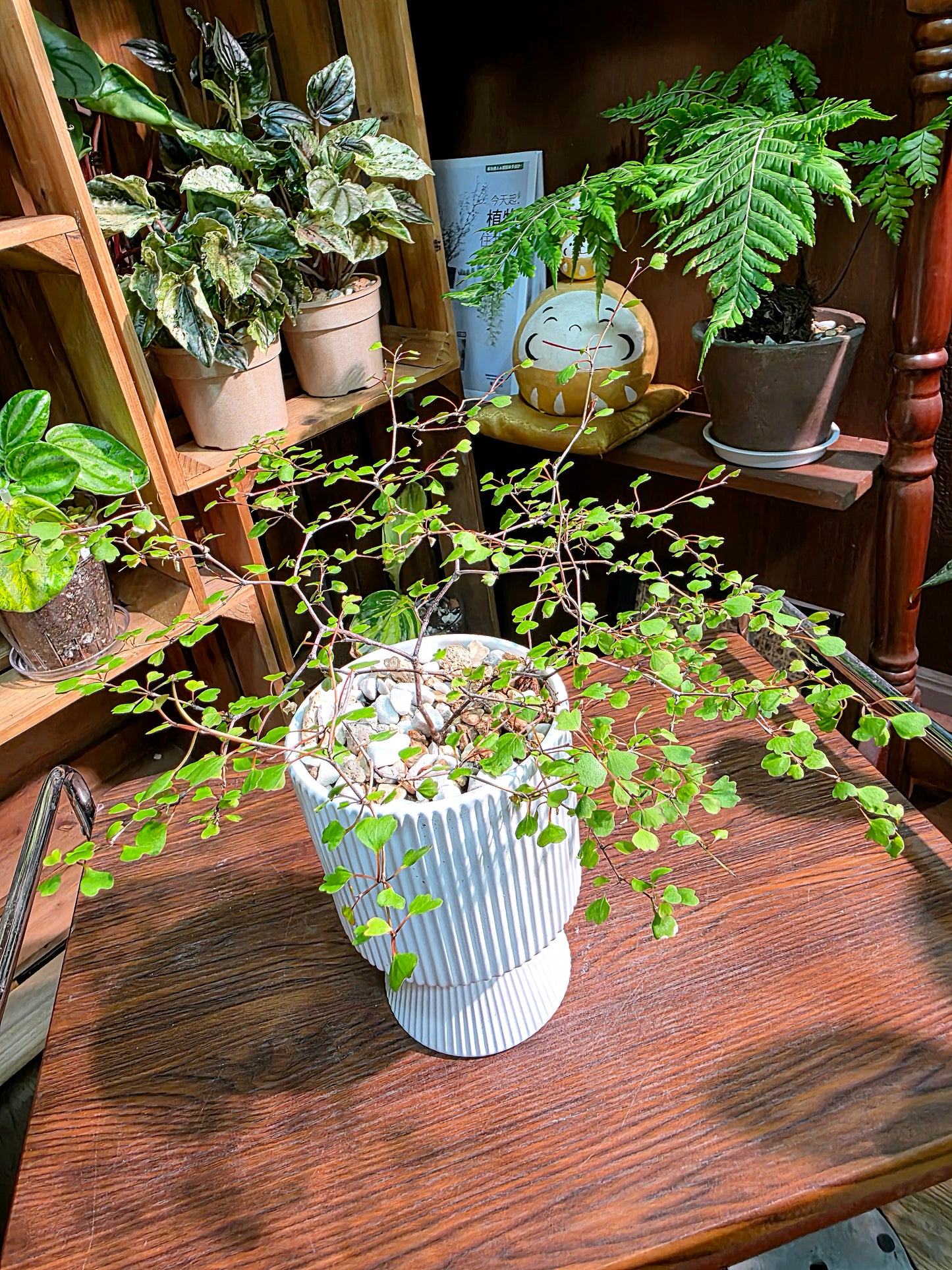 Muehlenbeckia complexa 千葉蘭