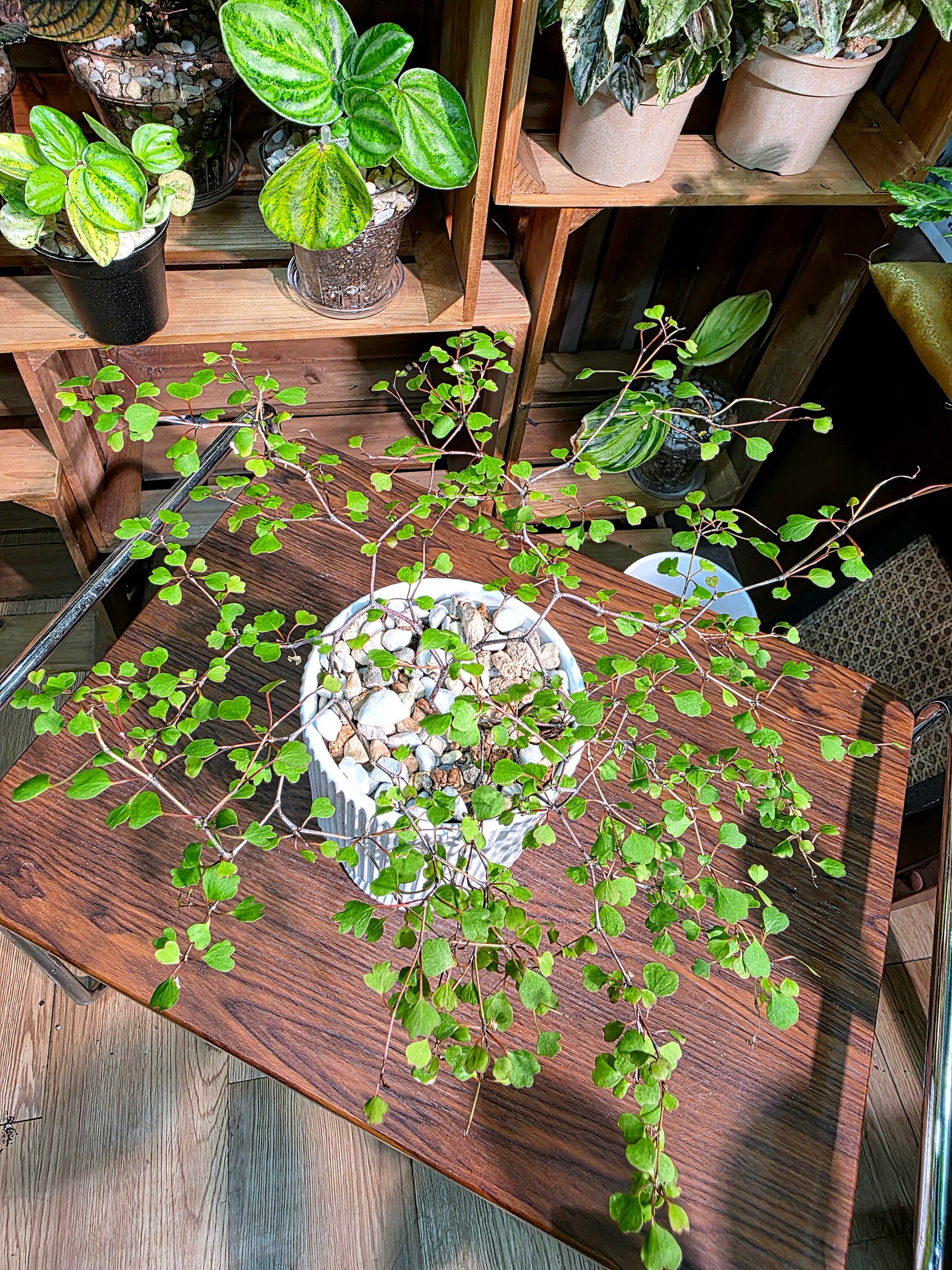 Muehlenbeckia complexa 千葉蘭