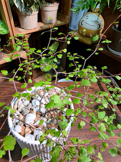 Muehlenbeckia complexa 千葉蘭