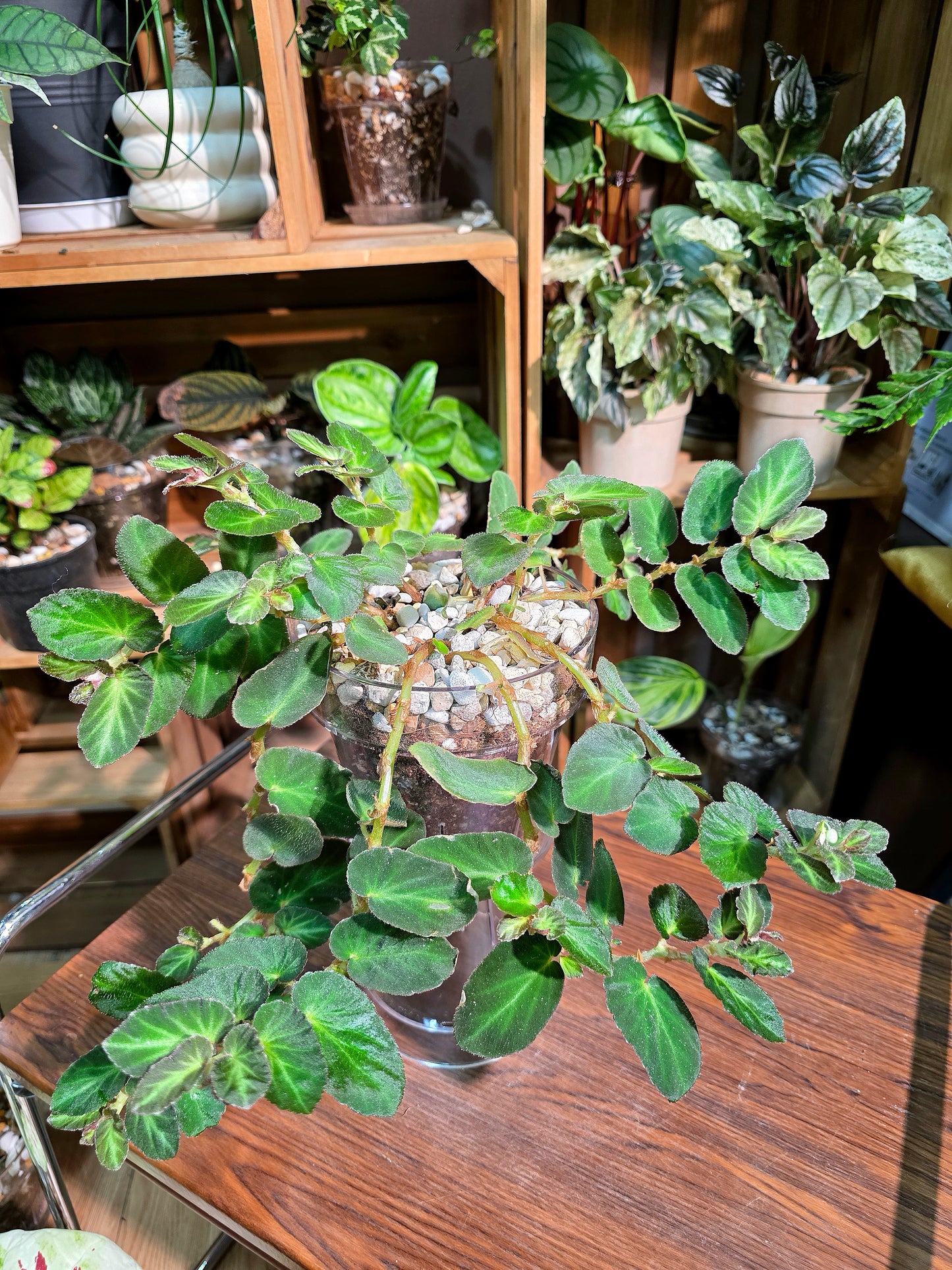 Begonia thelmae 塞爾瑪秋海棠