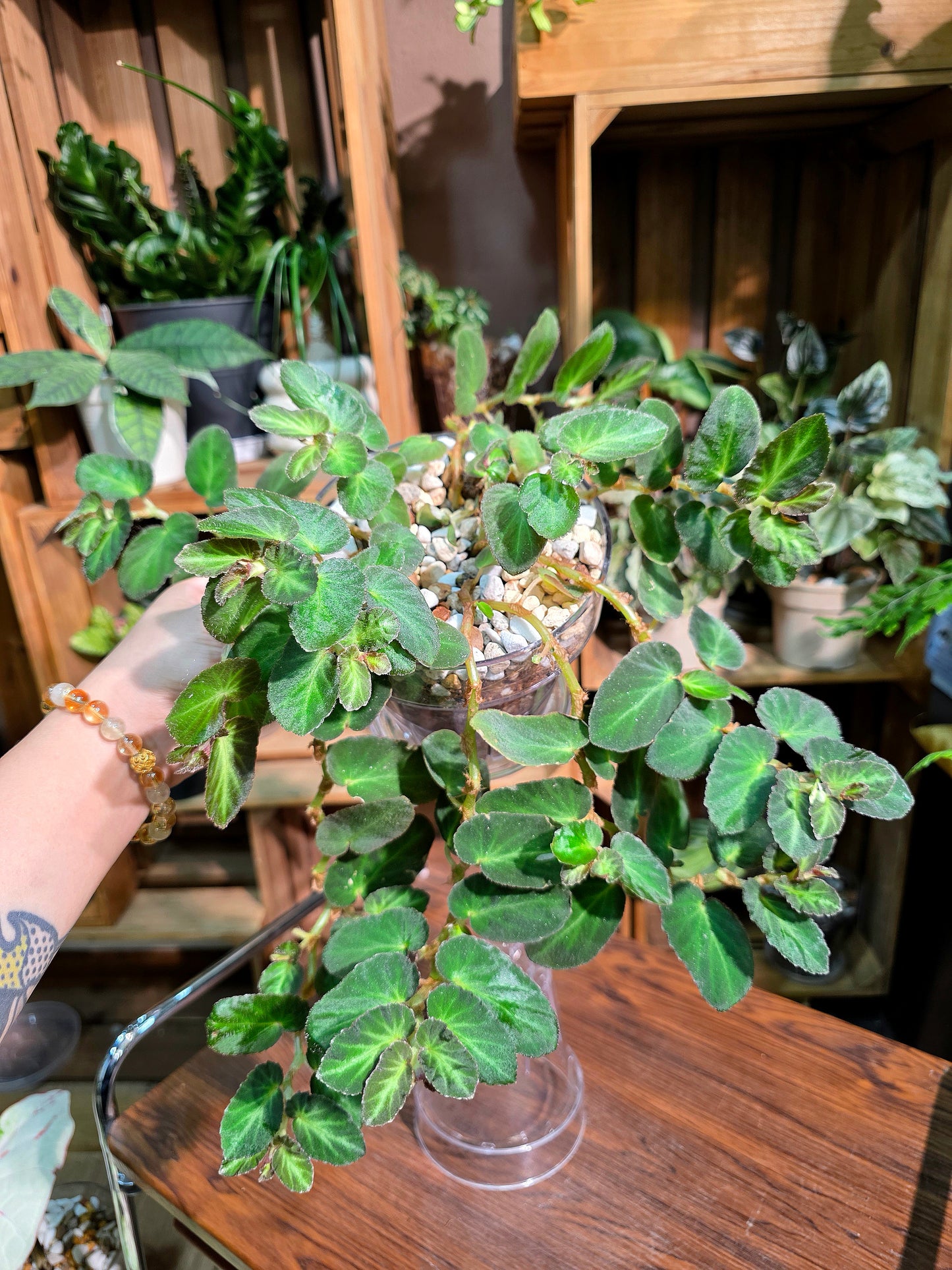 Begonia thelmae 塞爾瑪秋海棠