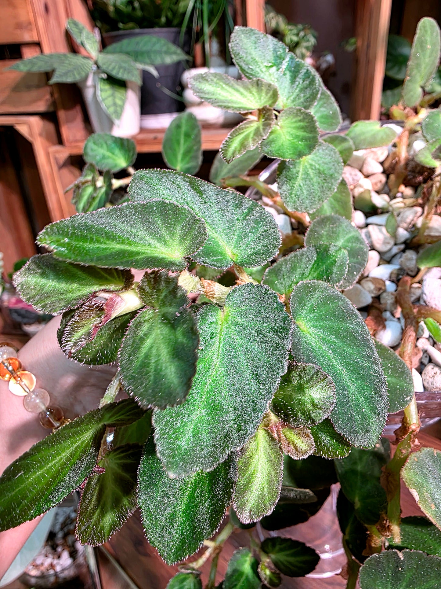 Begonia thelmae 塞爾瑪秋海棠