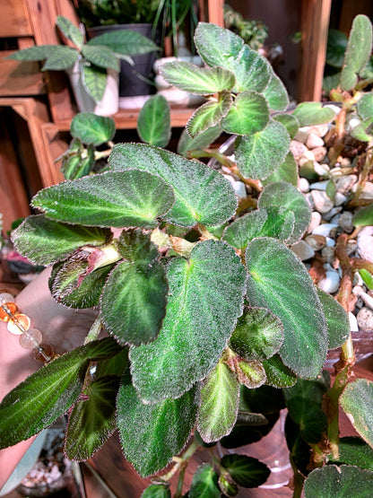 Begonia thelmae 塞爾瑪秋海棠