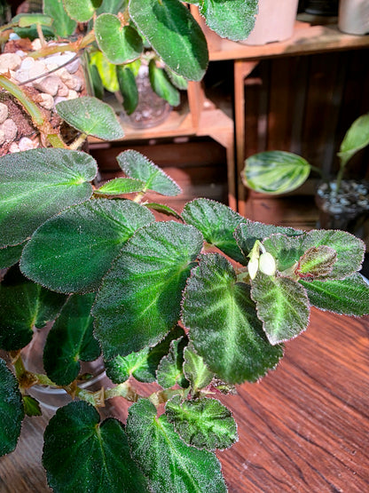 Begonia thelmae 塞爾瑪秋海棠