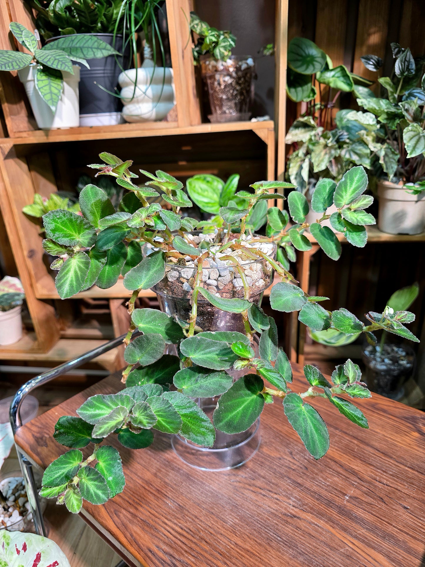 Begonia thelmae 塞爾瑪秋海棠