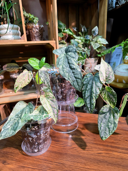 Piper sylvaticum pink variegated 粉錦水晶胡椒