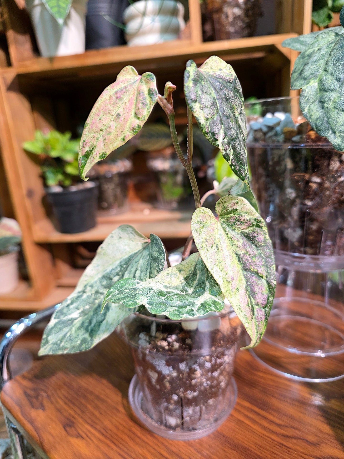Piper sylvaticum pink variegated 粉錦水晶胡椒
