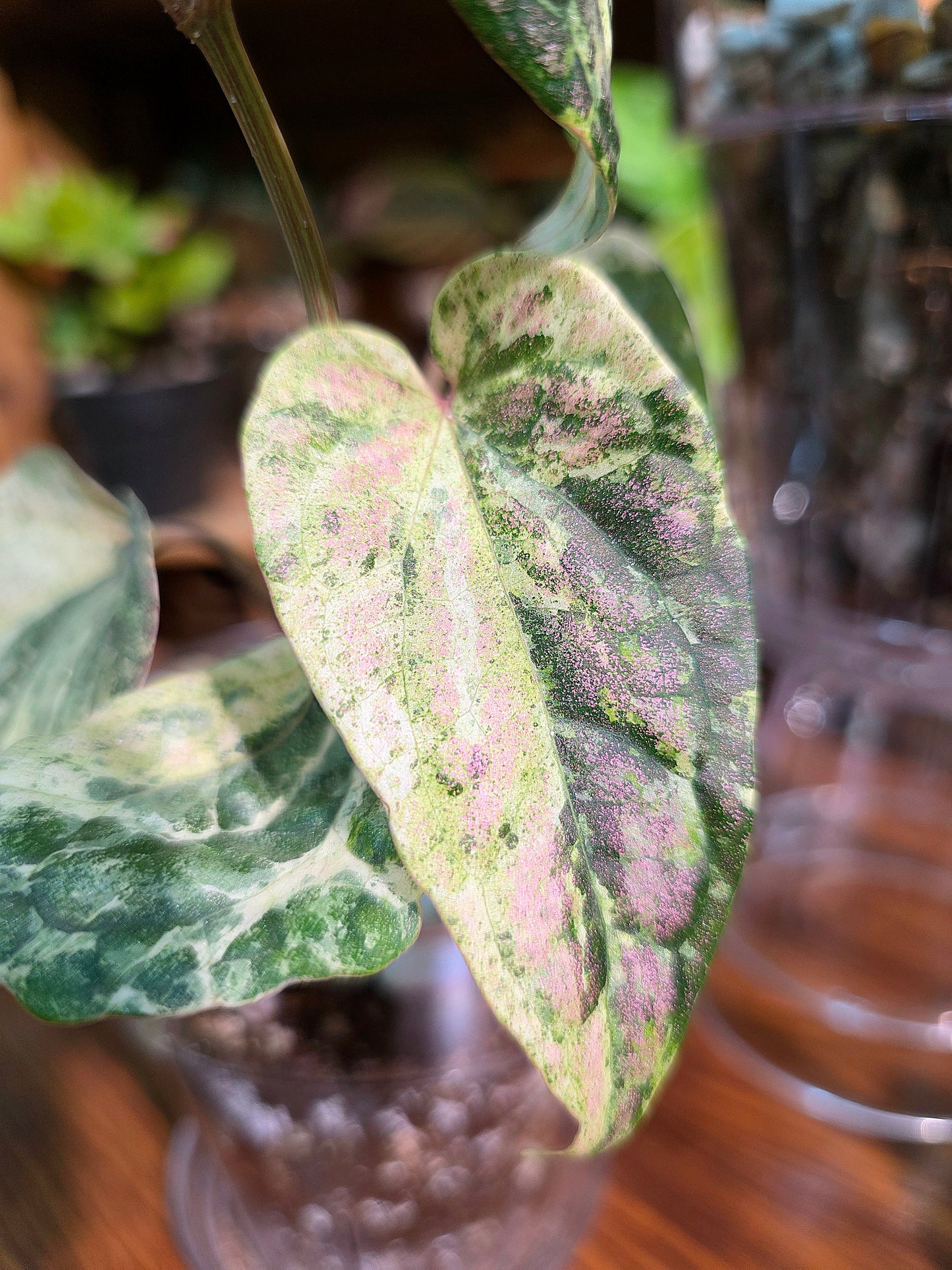 Piper sylvaticum pink variegated 粉錦水晶胡椒