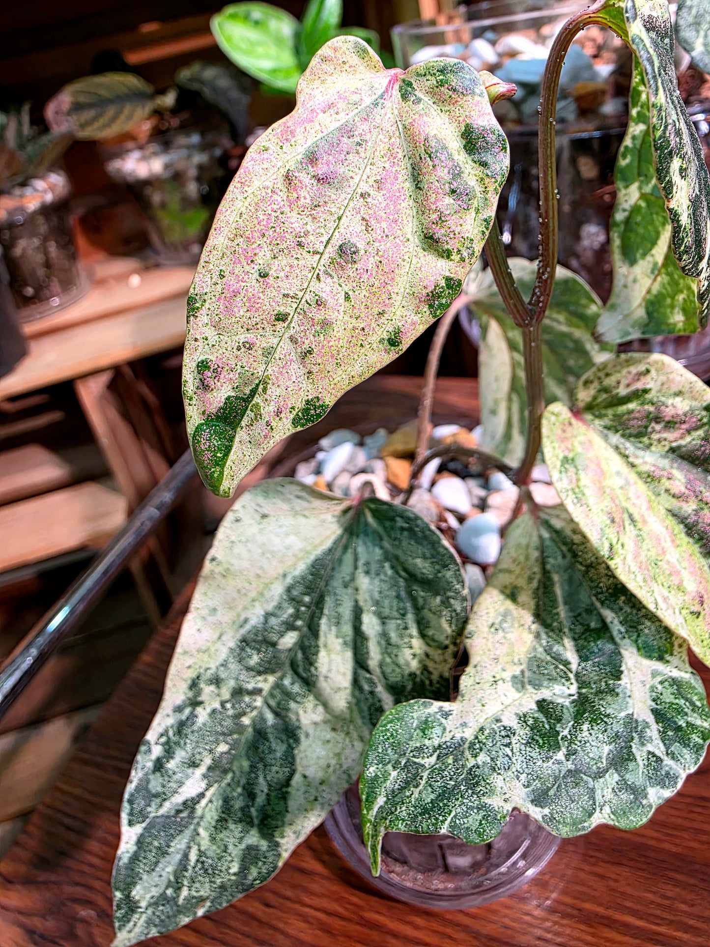 Piper sylvaticum pink variegated 粉錦水晶胡椒