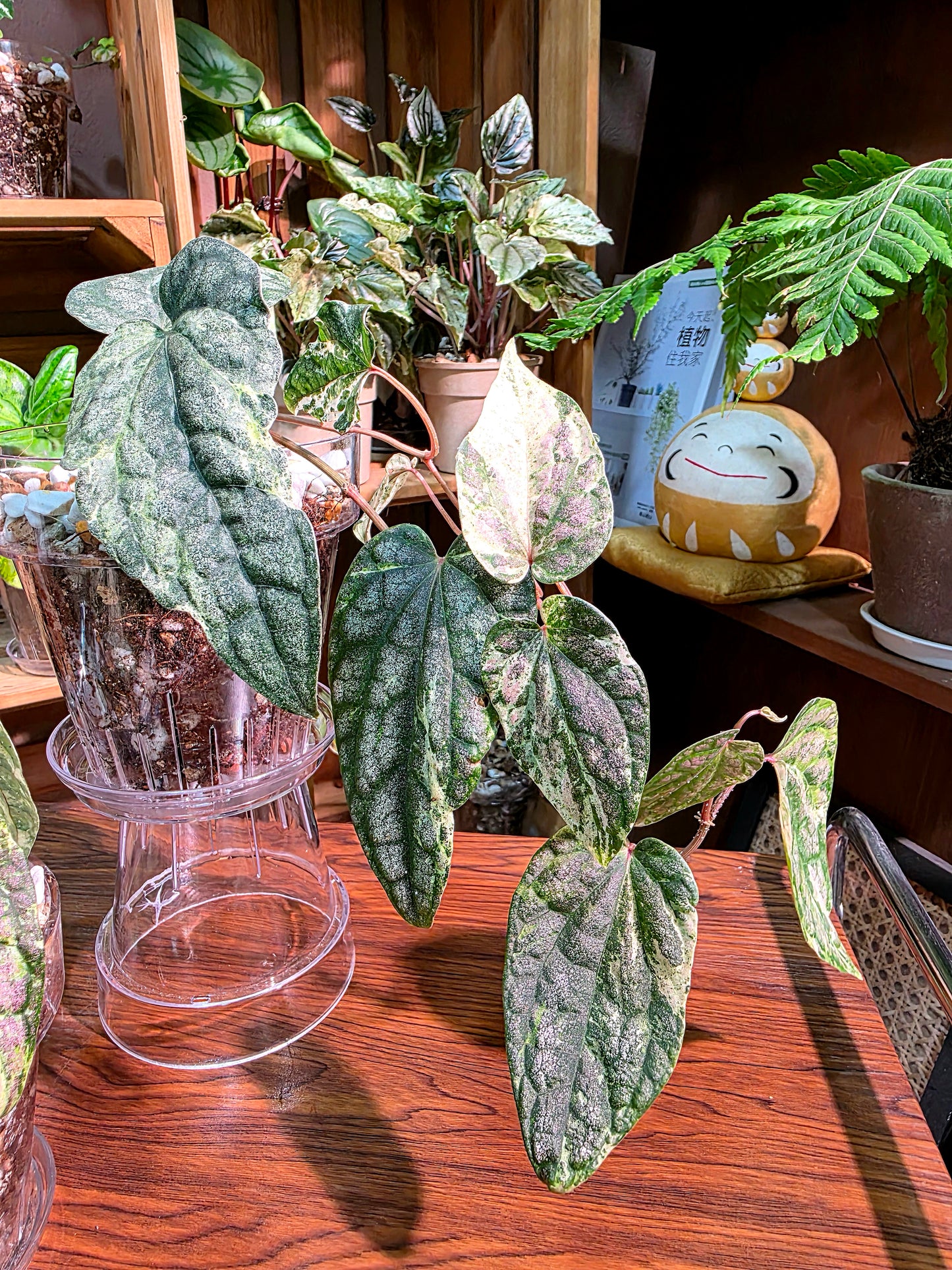 Piper sylvaticum pink variegated 粉錦水晶胡椒