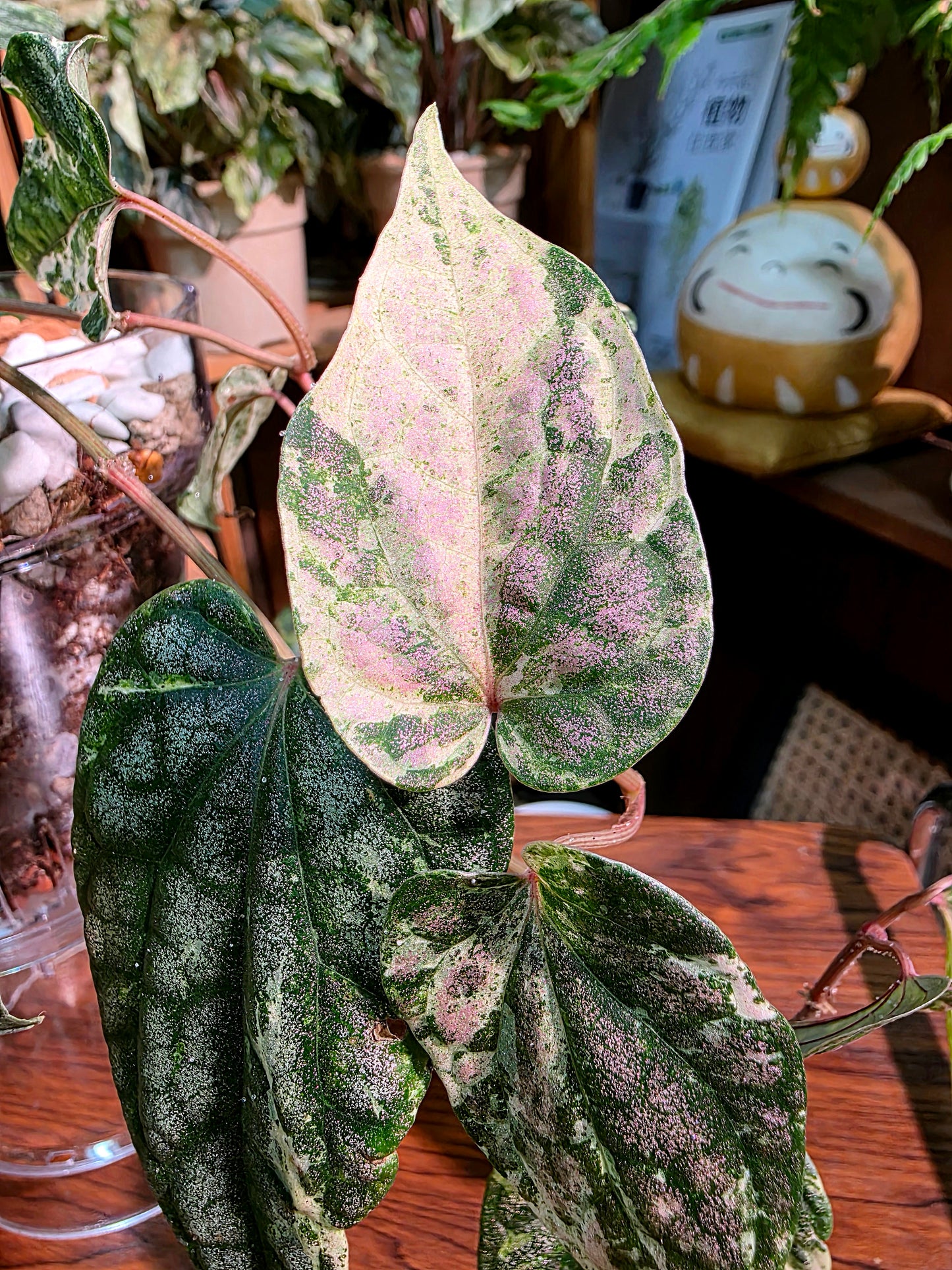 Piper sylvaticum pink variegated 粉錦水晶胡椒