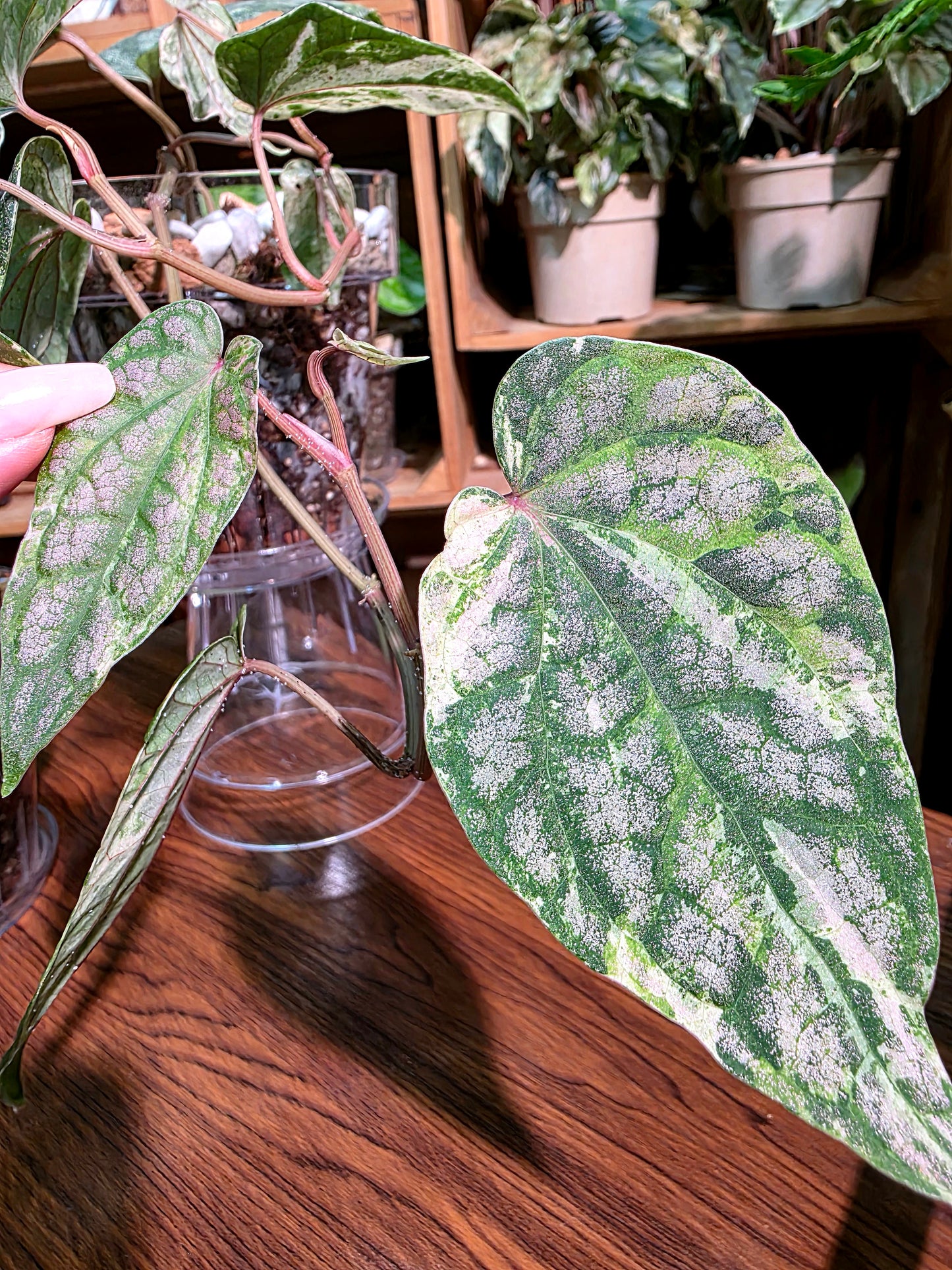 Piper sylvaticum pink variegated 粉錦水晶胡椒