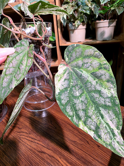 Piper sylvaticum pink variegated 粉錦水晶胡椒