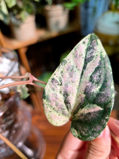 Piper sylvaticum pink variegated 粉錦水晶胡椒