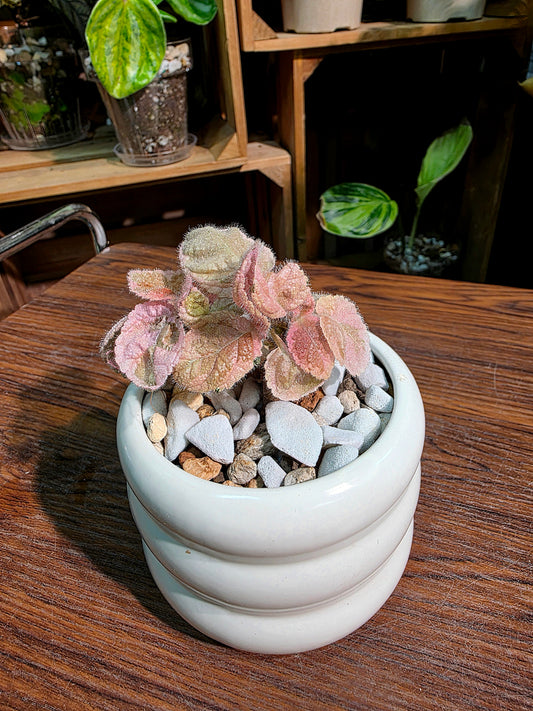 Episcia pink smoke 粉煙喜蔭花