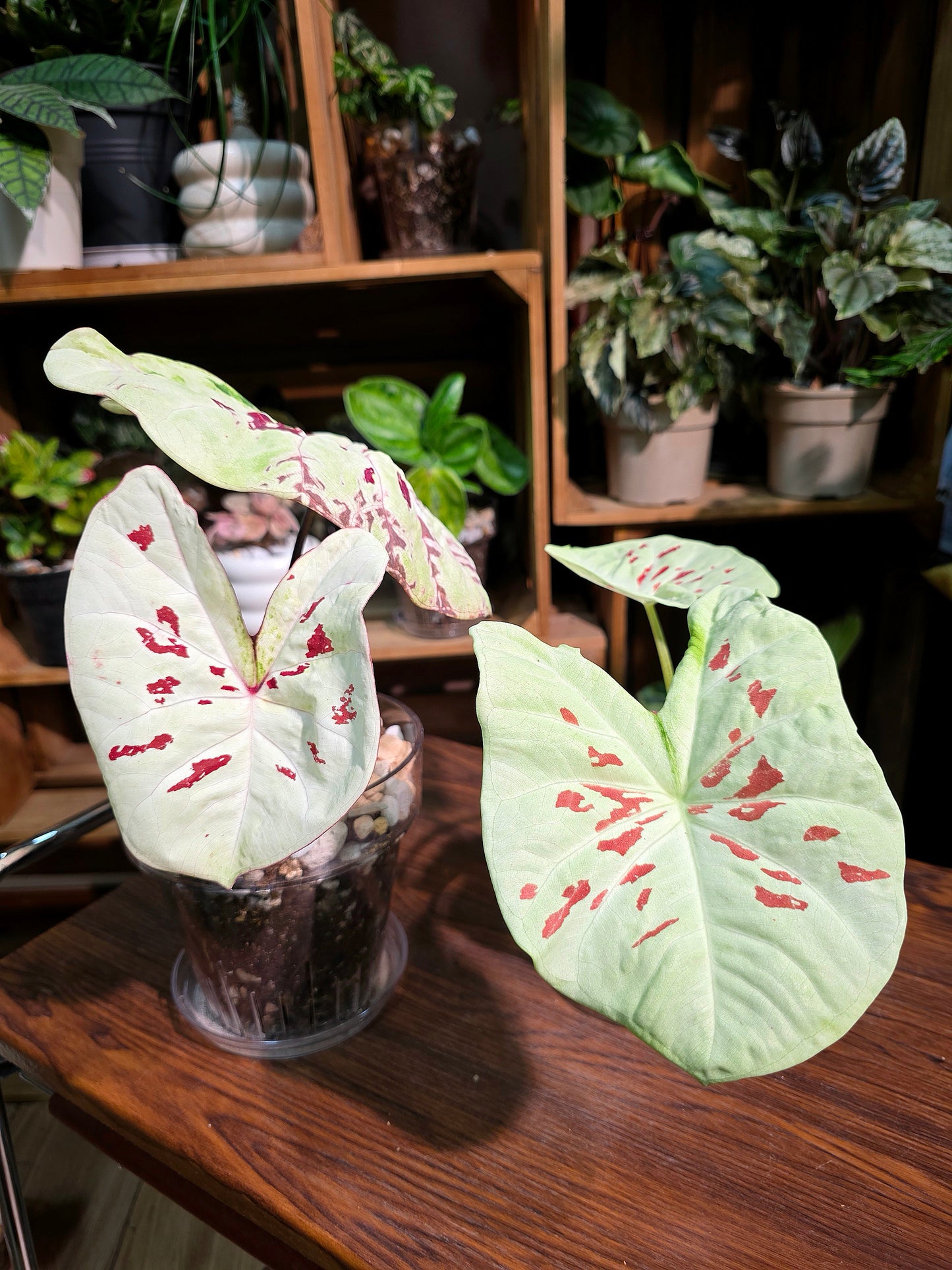 Caladium matcha beans 抹茶紅豆彩葉芋