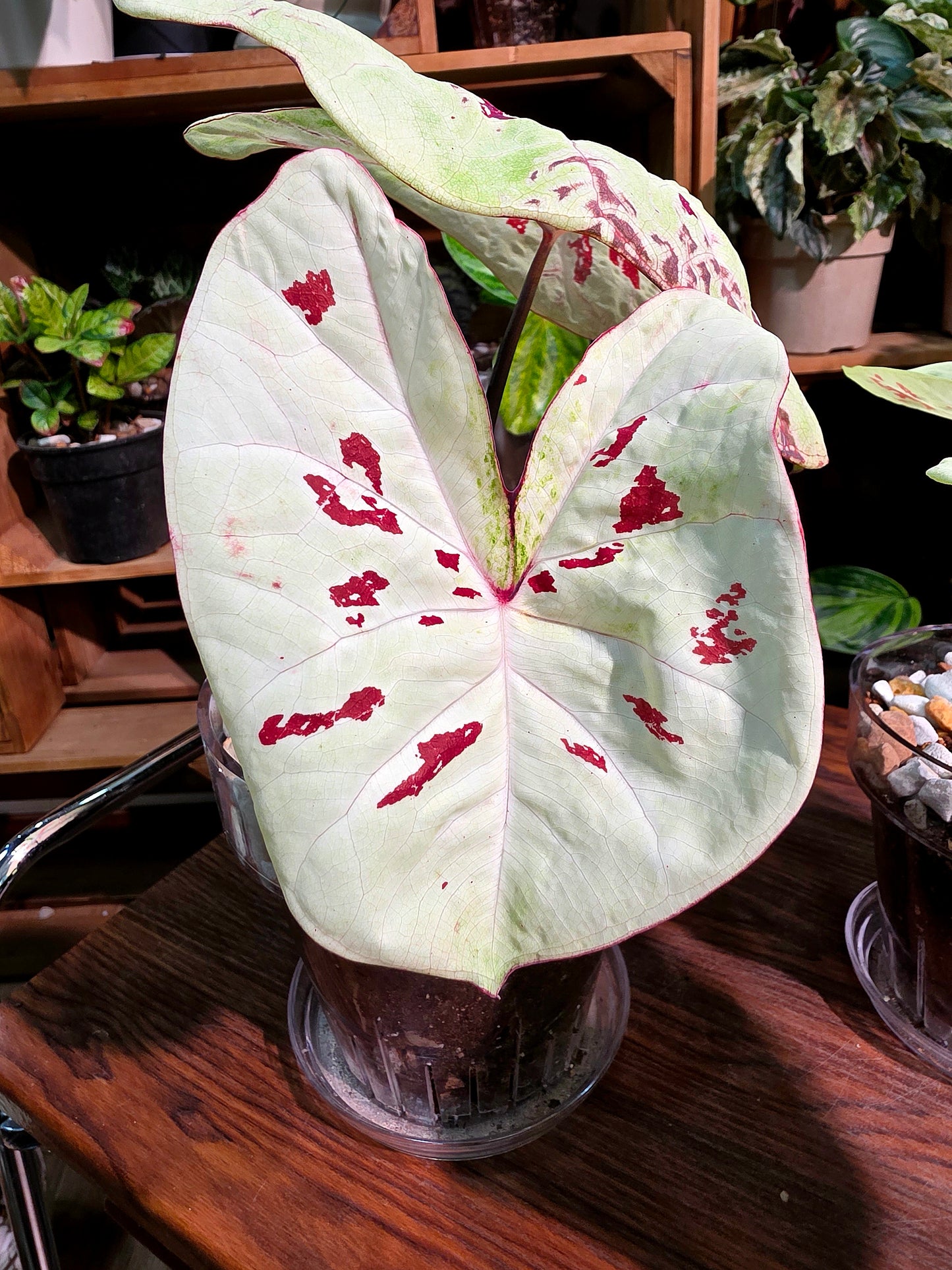 Caladium matcha beans 抹茶紅豆彩葉芋