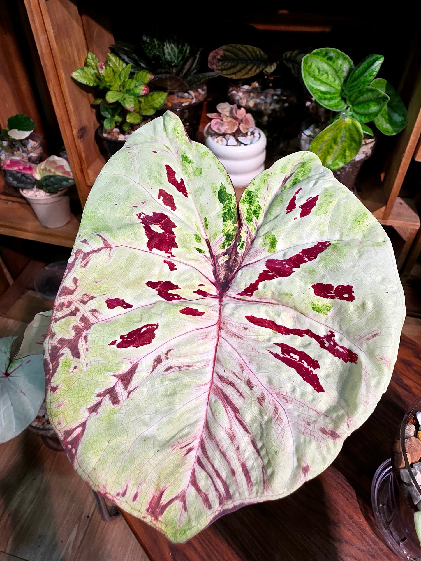 Caladium matcha beans 抹茶紅豆彩葉芋