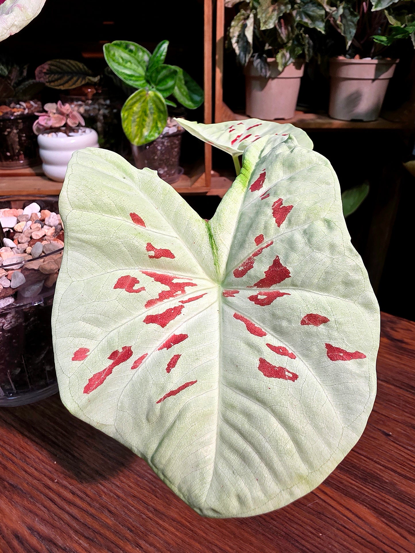 Caladium matcha beans 抹茶紅豆彩葉芋