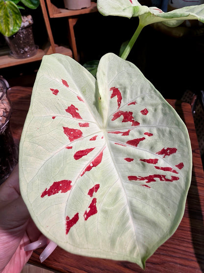 Caladium matcha beans 抹茶紅豆彩葉芋