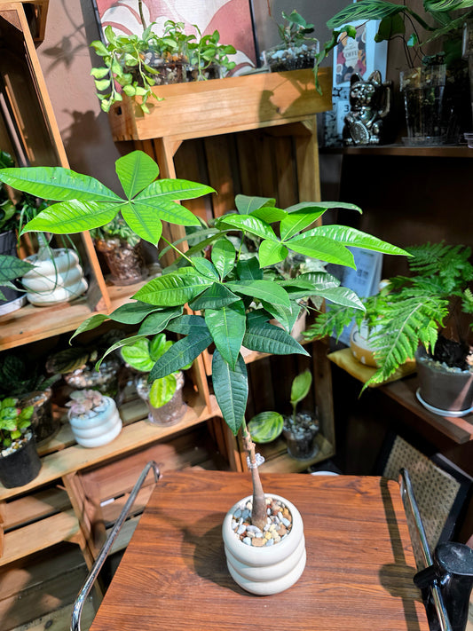 Pachira aquaticab 馬拉巴栗原生種發財樹