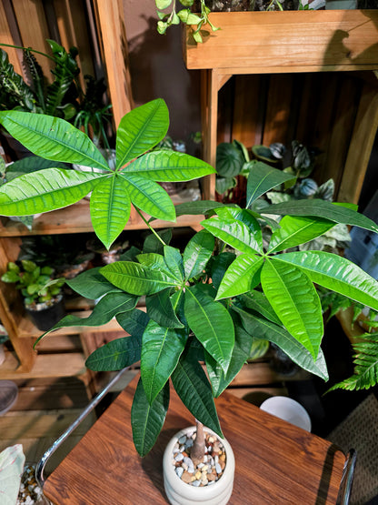 Pachira aquatica Malabar chestnut money tree
