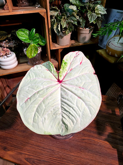 Caladium Thailand 泰國彩葉芋 - 抹茶時間之神 -