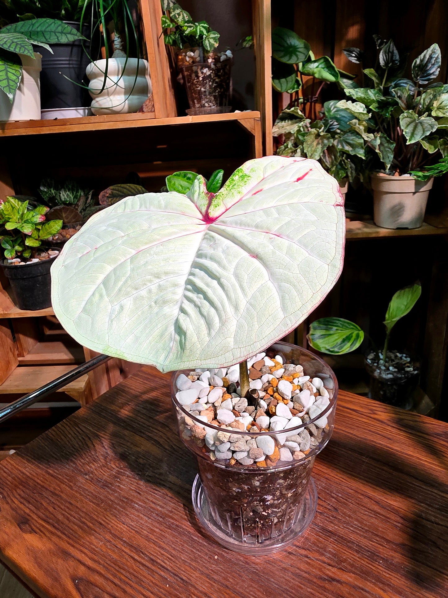 Caladium Thailand 泰國彩葉芋 - 抹茶時間之神 -