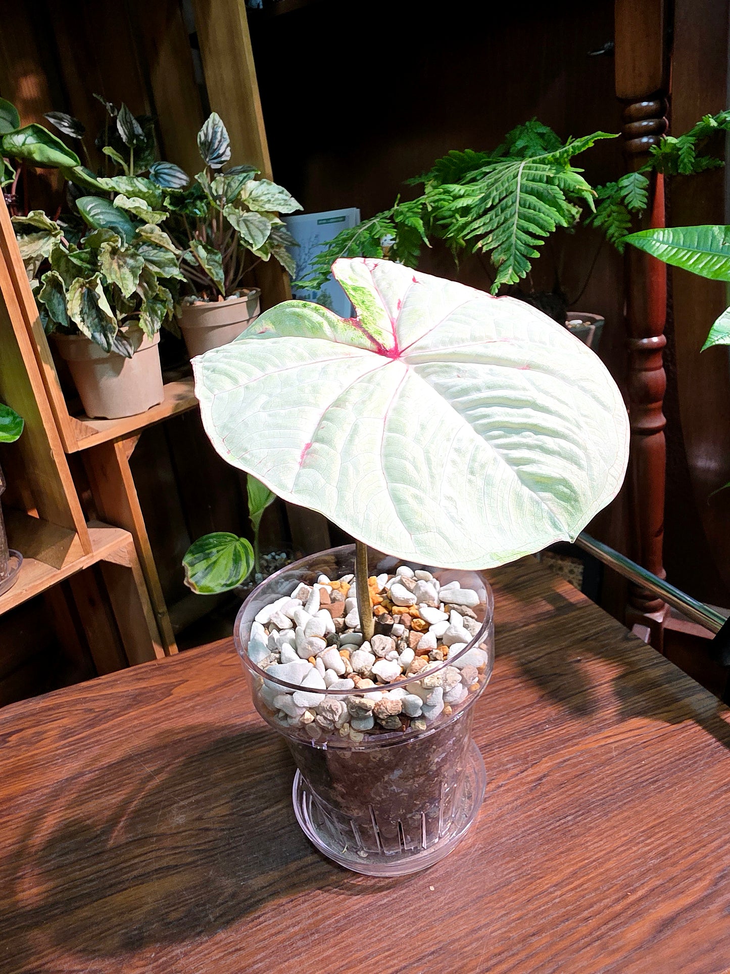 Caladium Thailand 泰國彩葉芋 - 抹茶時間之神 -