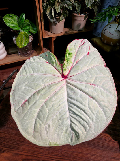 Caladium Thailand 泰國彩葉芋 - 抹茶時間之神 -