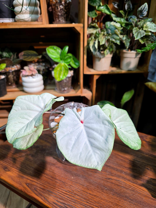 Caladium Thailand 泰國彩葉芋 - 抹茶時間之神