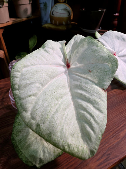 Caladium Thailand 泰國彩葉芋 - 抹茶時間之神