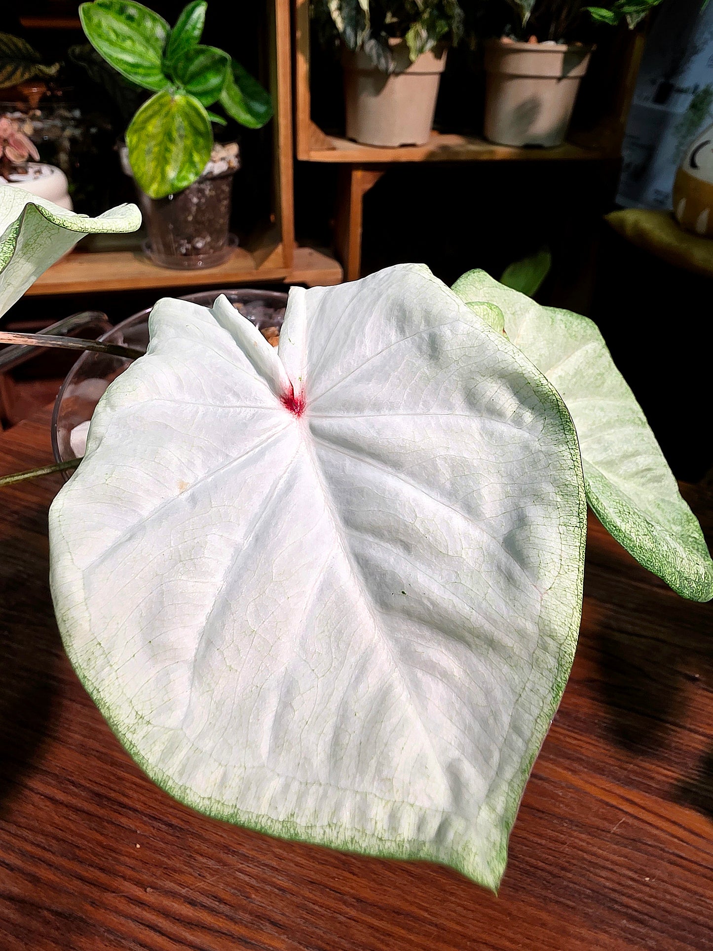 Caladium Thailand 泰國彩葉芋 - 抹茶時間之神