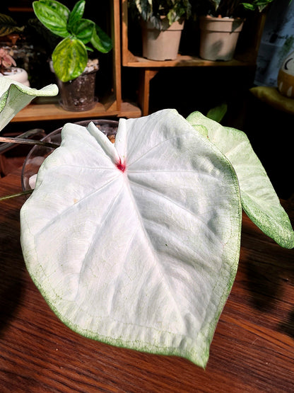 Caladium Thailand 泰國彩葉芋 - 抹茶時間之神