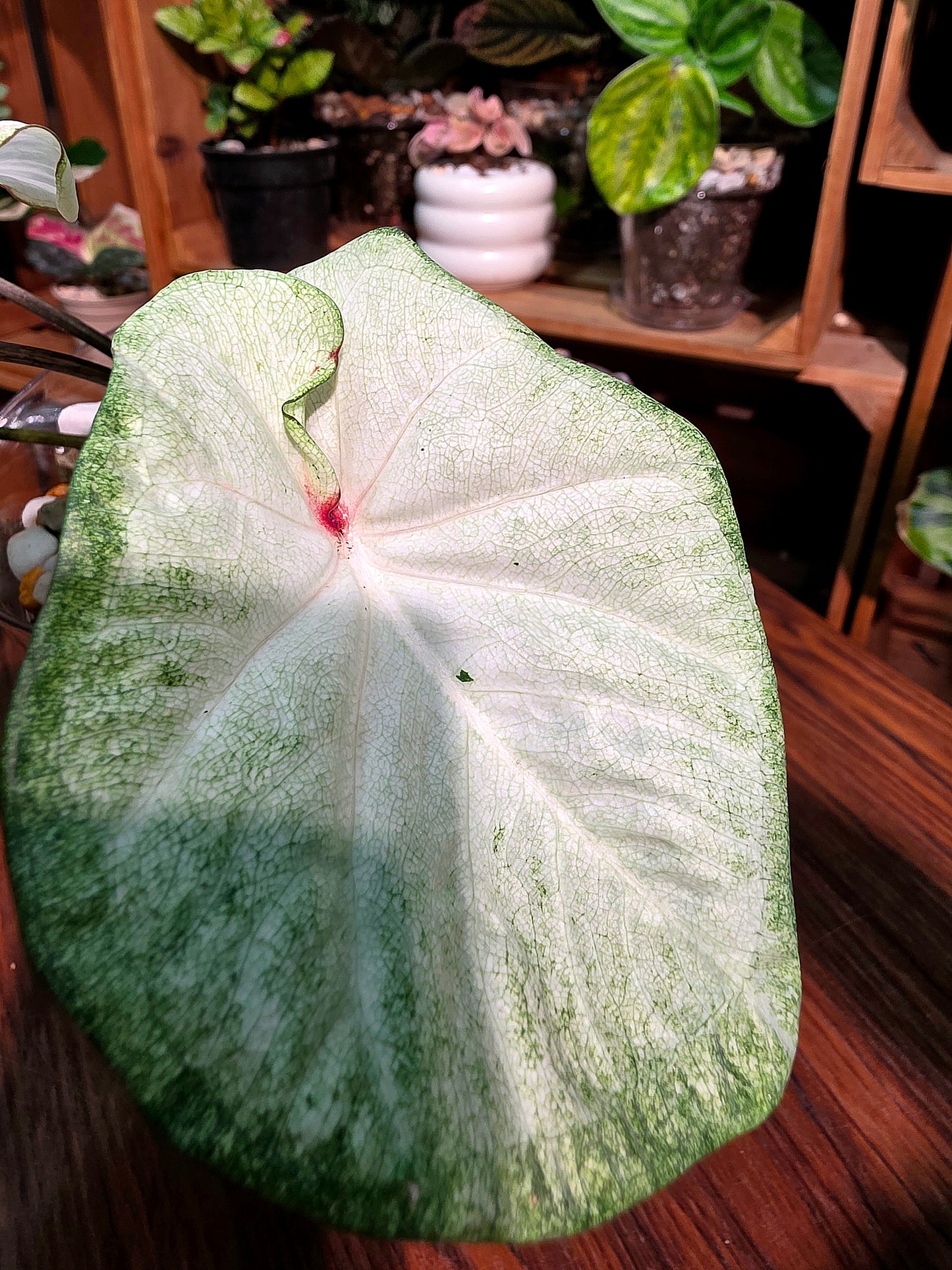Caladium Thailand 泰國彩葉芋 - 抹茶時間之神