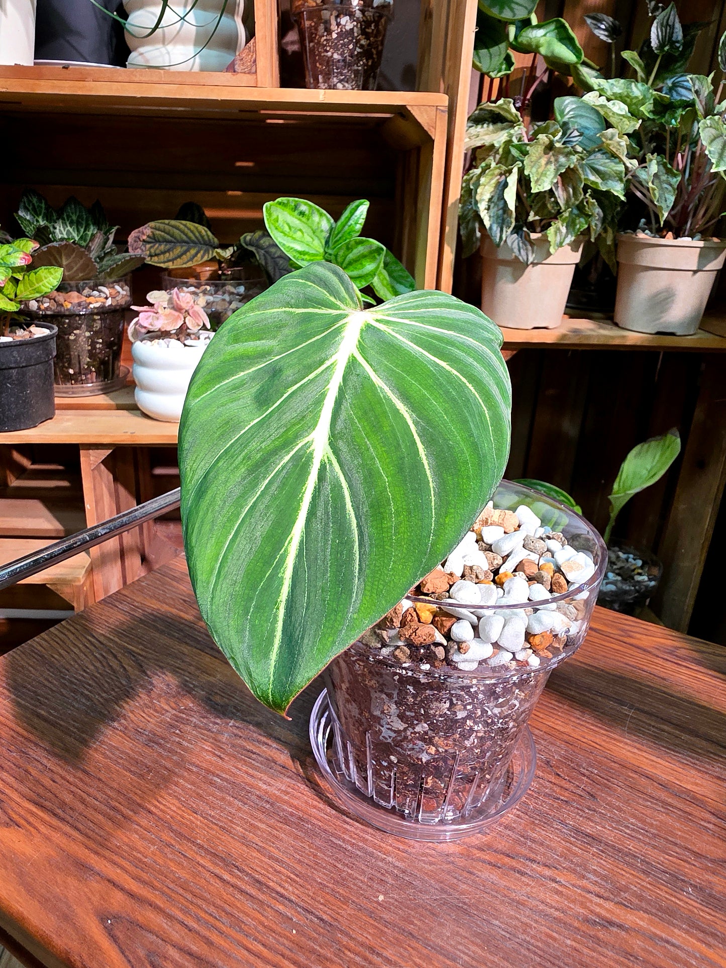 Philodendron gloriosum 錦緞蔓綠絨