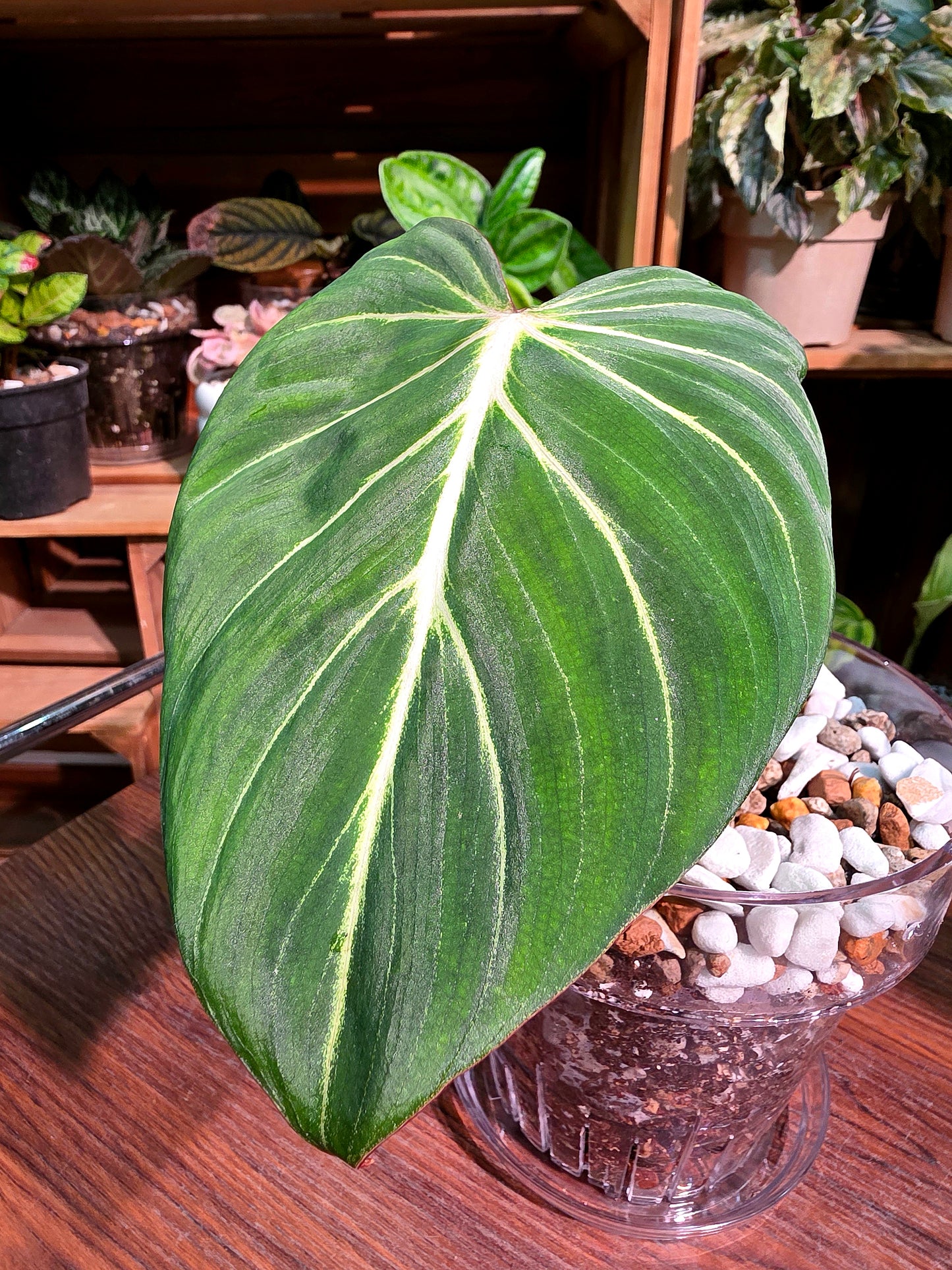 Philodendron gloriosum 錦緞蔓綠絨