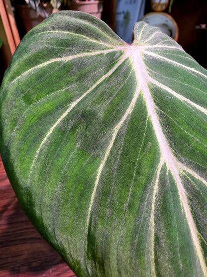 Philodendron gloriosum 錦緞蔓綠絨