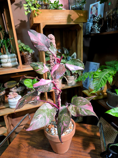 Philodendron Pink Princess Marble