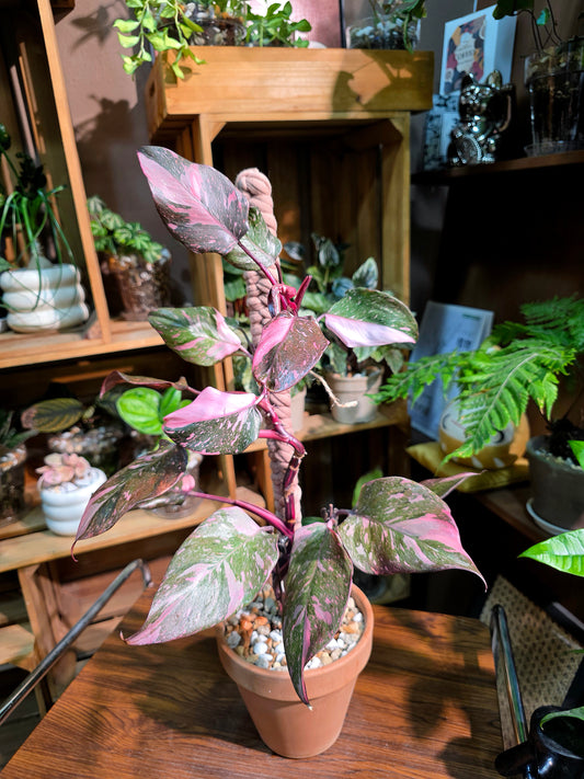 Philodendron pink princess marble 黑櫻桃蔓綠絨