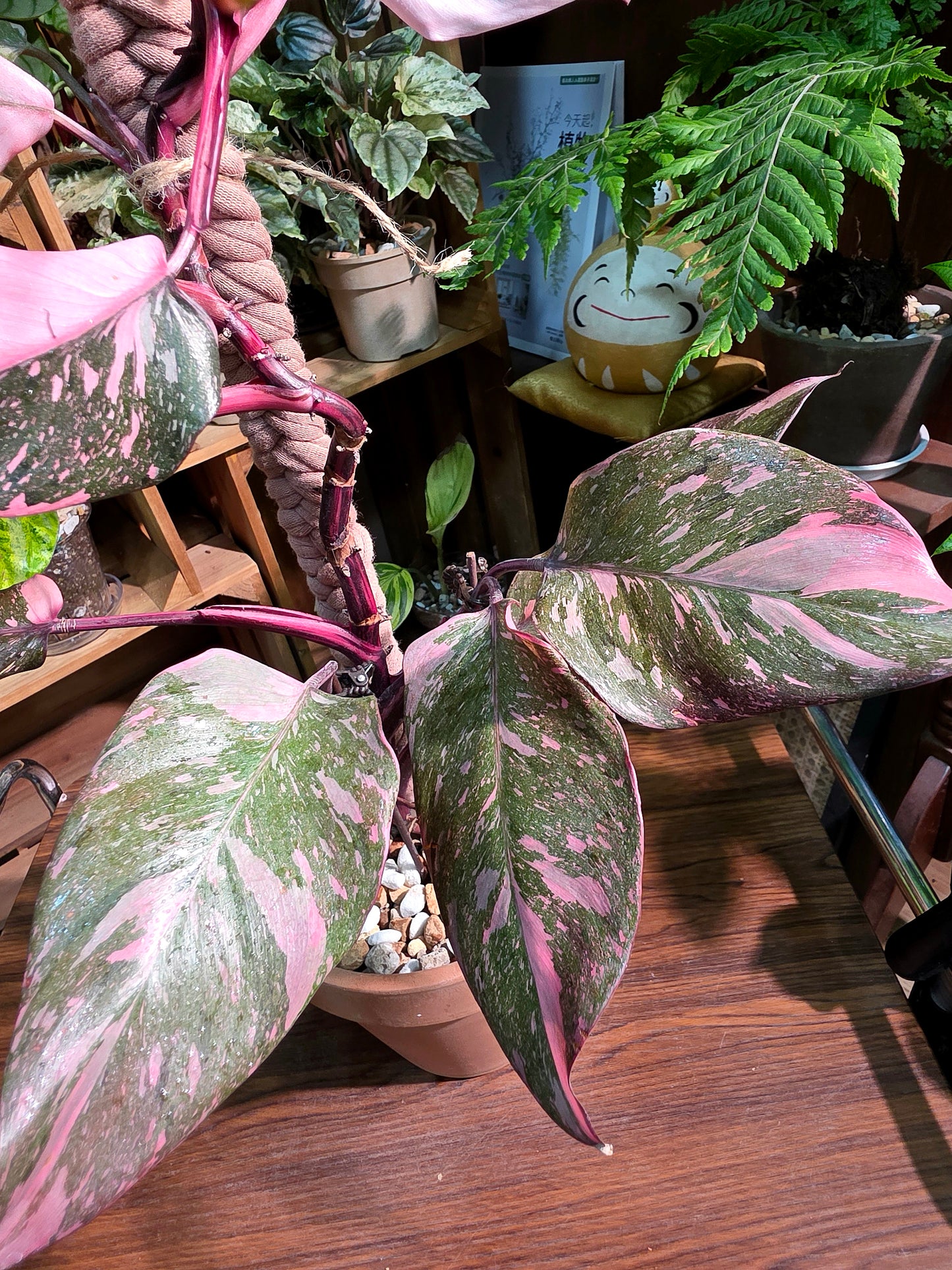 Philodendron Pink Princess Marble