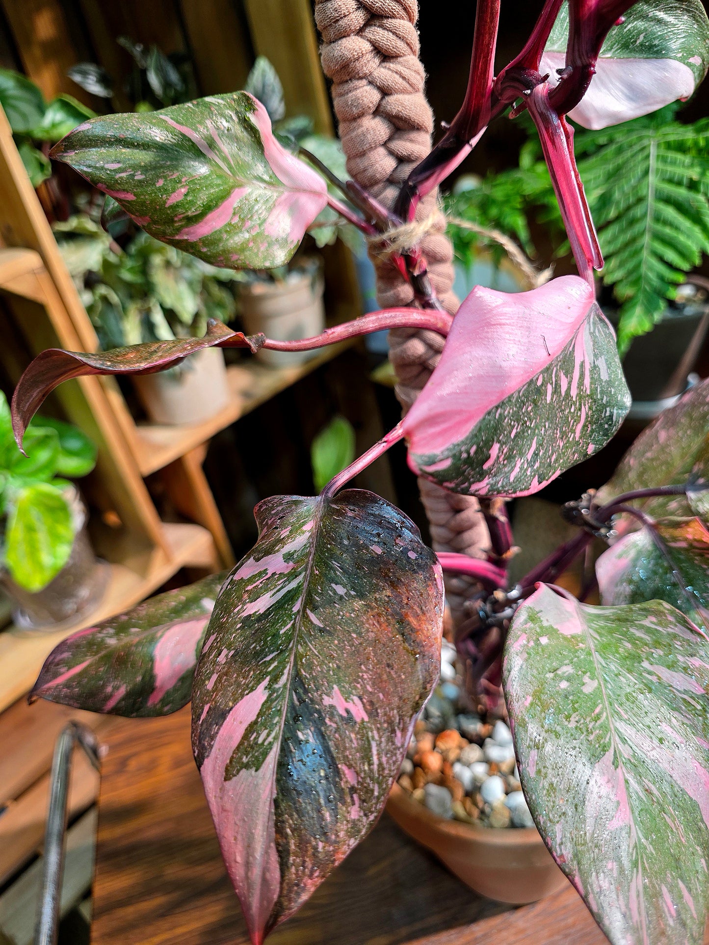 Philodendron Pink Princess Marble